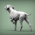 Hungarian-vizsla5.jpg Hungarian vizsla Hungarian Pointing Dog 3D print model
