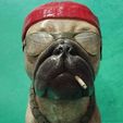 1666287779473.jpg DOG BUST WITH GLASSES