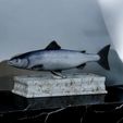 Atlantic-salmon-statue-fish-trophy-box.jpg fish sculpture of a Atlantic salmon / salmo salar with storage space / for 3d printing