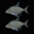 Bream-fish.png fish Common bream / Abramis brama solo model detailed texture for 3d printing