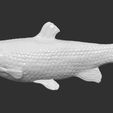 4.jpg Grass carp fish for 3D printing