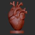 1.jpg Human Heart