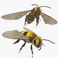 portada-MN.png DOWNLOAD BEE 3D Model BEE - Obj - FbX - 3d PRINTING - 3D PROJECT - BLENDER - 3DS MAX - MAYA - UNITY - UNREAL - CINEMA4D - BEE GAME READY - POKÉMON - RAPTOR