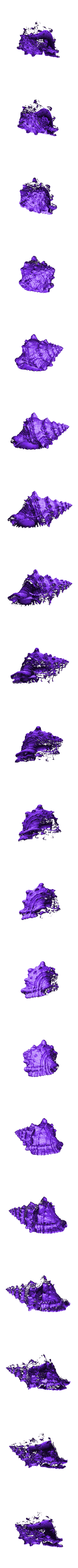 Seashell_Repaired.stl 3D Scanned Sea Shell