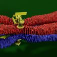 0010.jpg Chromosome homologous centromere kinetochore blender 3d model