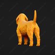 884-Basset_Fauve_de_Bretagne_Pose_03.jpg Basset Fauve de Bretagne Dog 3D Print Model Pose 03