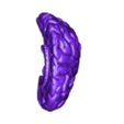 Atomic_2-Brain_Part_04.stl Human Brain | Multi-parts | Accurate Anatomy Model