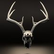 back.jpg Entire Deer Skull 10 point Buck Antlers Model 2