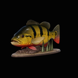 Peacock-Bass-statue-1-3-2.png FISH in motion Peacock bass (Cichla ocellaris) fish natural base detailed texture for 3d printing