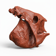 4.png Glyptodon Skull - Prehistoric Armored Mammal Fossil