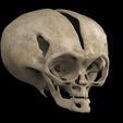 untitled.38.jpg Alien skull