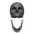 Skull-articulated4.jpg Skull articulated