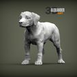 puppy-rhodesian-ridgeback-standing-1.jpg puppy rhodesian ridgeback standing 3D print model