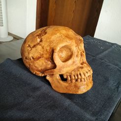 1.jpg Archivo OBJ Cráneo de Neanderthaler・Objeto para impresora 3D para descargar