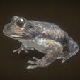 1.png Frog