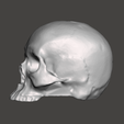 03.png Skull_001