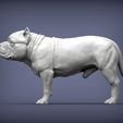 american-bulldog-standing2.jpg American Bully standing 3D printed model
