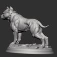 8.jpg Pit Bull Terrier