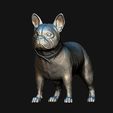 13.jpg French Bulldog model 3D print model