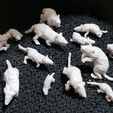 Ravenous Rodent Swarms