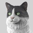 gatome13.jpg Realistic Mongrel Cat