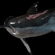 s7.jpg SHARK, DOWNLOAD Shark 3D modeL - Animated for Blender-fbx-unity-maya-unreal-c4d-3ds max - 3D printing SHARK SHARK FISH - TERROR  - PREDATOR - PREY - POKÉMON - DINOSAUR - RAPTOR