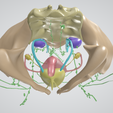 CERVICAL-CANCER-3.png 3D CÁNCER DE CUELLO UTERINO CON ÚTERO, GANGLIOS LINFÁTICOS, SISTEMA URINARIO, VÉRTEBRAS Y PELVIS