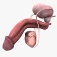 Signature_View.jpg STL file Male Reproductive Organ・Template to download and 3D print