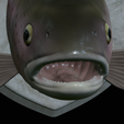 Rainbow-trout-solo-model-open-mouth-1-23.png fish head trophy rainbow trout / Oncorhynchus mykiss open mouth statue detailed texture for 3d printing