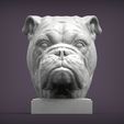 English-bulldog4.jpg English bulldog 3D print model