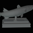 Barracuda-huba-trophy-18.png fish great barracuda statue detailed texture for 3d printing