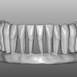 imagen modelo inf 2.jpg Dental morphology "LowerJaw"