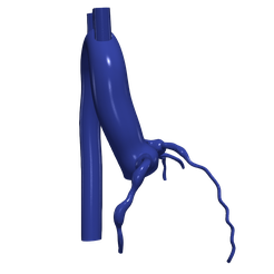 aorta_coronary1.png Télécharger le fichier OBJ Modèle 3d de l'aorte et des artères coronaires • Objet à imprimer en 3D, blueshirt