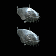 Catfish-Europe-11.png FISH WELS CATFISH / SILURUS GLANIS solo model detailed texture for 3d printing