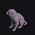 Pygmy-20Marmoset_0013.jpg Sitting Pygmy Marmoset Figurine
