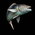 Dentex-trophy-36.png fish Common dentex / dentex dentex trophy statue detailed texture for 3d printing