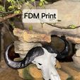 buffaloFDM.jpg Mini bêtes crâne de buffle africain