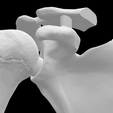 Screen-Shot-2023-02-03-at-9.19.56-AM.png Anatomical Model - Right Shoulder Bone Joint