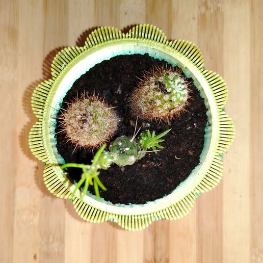 IMG_20251228_082928.jpg Jardinera Bubble Pop