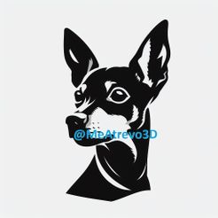 9.jpeg Pinscher nain #9