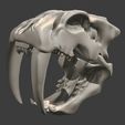 06.jpg Smilodon Skull