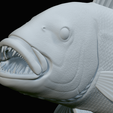 Dentex-trophy-58.png fish Common dentex / dentex dentex trophy statue detailed texture for 3d printing