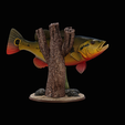 peacock-bass-trophy-natural-2-2-6.png Peacock bass (Cichla ocellaris) fish trophy in motion sculpture 2 underwater detailed texture for 3d printing