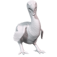 dodo2.png Dodo