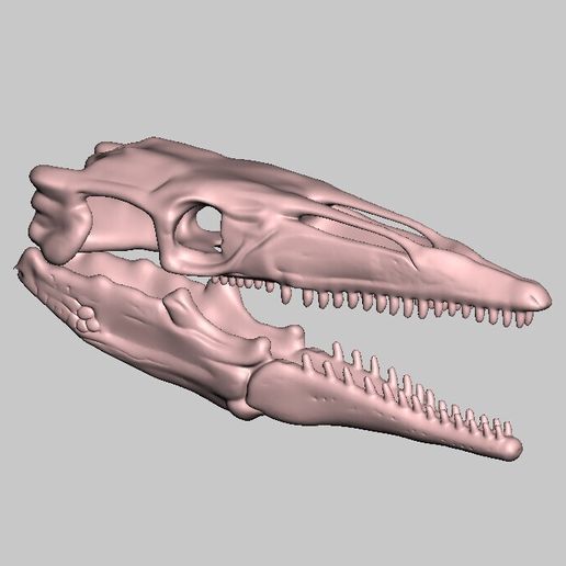 Mosasaur skull 3D model