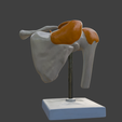 8.png 3D Model of Human Shoulder Joint on Stand