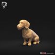 Dachshund-Miniature-Wire-Haired-Pose-04-Dog-3D-Print-9s.jpeg Dachshund Miniature Wire Haired Pose 04