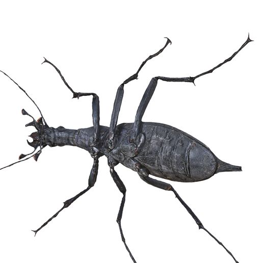 STL file BEETLE Blaps Ground Beetle Blaptoides BEETLE INSECT BUG ANT ...