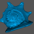 Screenshot-2023-05-20-204113.png Authentic 3D Scanned Big Sea Shell