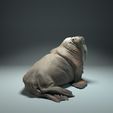 walrus3.jpg Mors